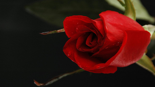 DISA NJOHURI RRETH GRUAS