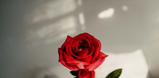 DISA FJALË PËR FEMRËN