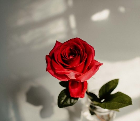 DISA FJALË PËR FEMRËN