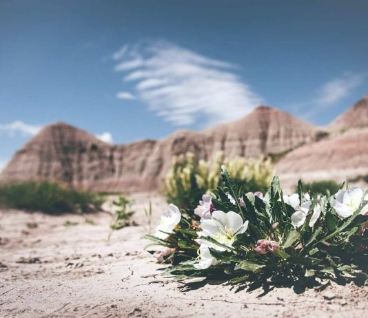 KËSHILLA TË MREKULLUESHME