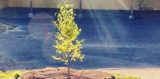 MJETET QË NDIHMOJNË NË LARGIMIN E MËRZISË (1)