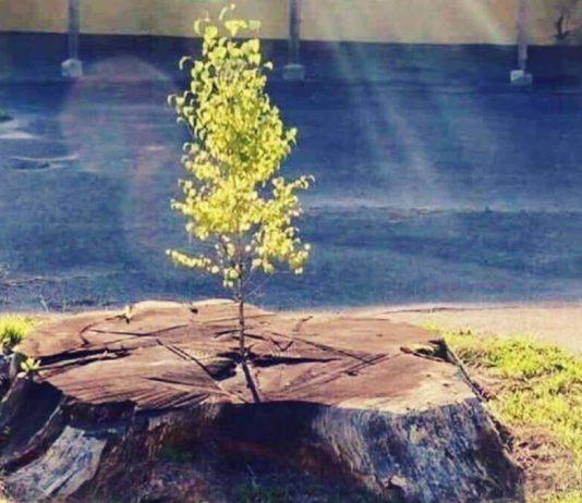 MJETET QË NDIHMOJNË NË LARGIMIN E MËRZISË (1)