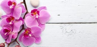 E TËRA NGA TI QË KËRKOHET ËSHTË GRUAN MOS TA LËNDOSH