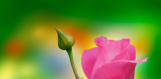 TI E KE MUNDËSINË PËR TA RESPEKTUAR NËNËN TËNDE