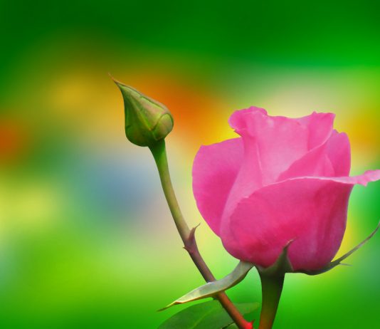 TI E KE MUNDËSINË PËR TA RESPEKTUAR NËNËN TËNDE