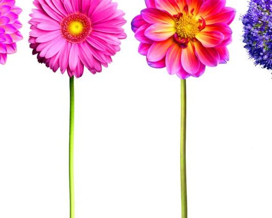 TREGIMI PËR KATËR GRATË