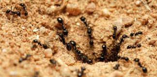 MILINGONA DHE MJALTI – DYNJAJA DHE NE