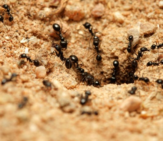 MILINGONA DHE MJALTI – DYNJAJA DHE NE