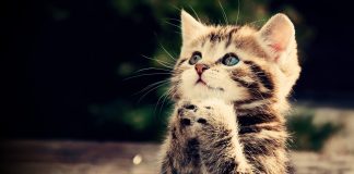 KUJDESI PËR MACEN U BË SHKAK SHËRIMI