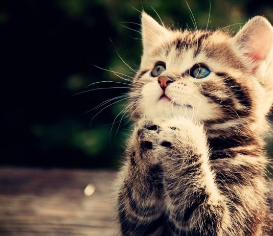 KUJDESI PËR MACEN U BË SHKAK SHËRIMI