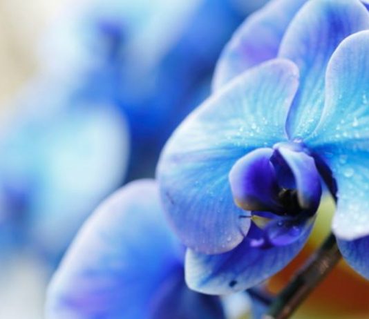 URTËSIA E PROFESORIT: SI TA JETOSH JETËN TËNDE?