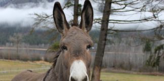 RRËFIMI I DY GOMARËVE