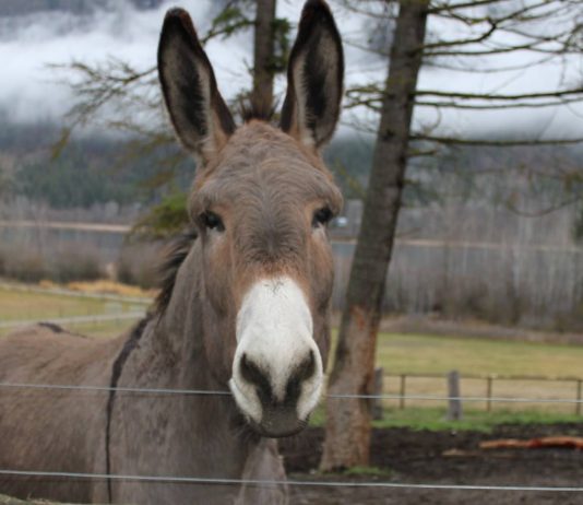 RRËFIMI I DY GOMARËVE