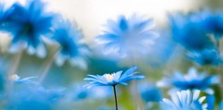 KJO ËSHTË BUJARI DHE FISNIKËRI SHEMBULLORE