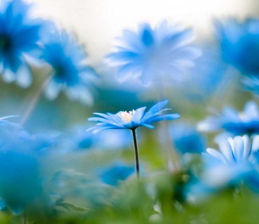 KJO ËSHTË BUJARI DHE FISNIKËRI SHEMBULLORE