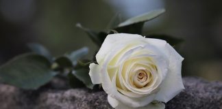 MOS E ZEMËRO ATË QË E KE MË TË SHTRENJTË