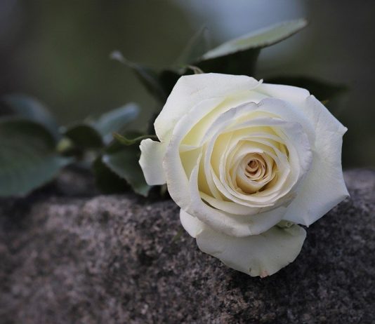 MOS E ZEMËRO ATË QË E KE MË TË SHTRENJTË