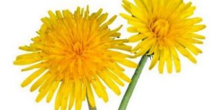 FEJESA E VAJZËS SË BUJKUT