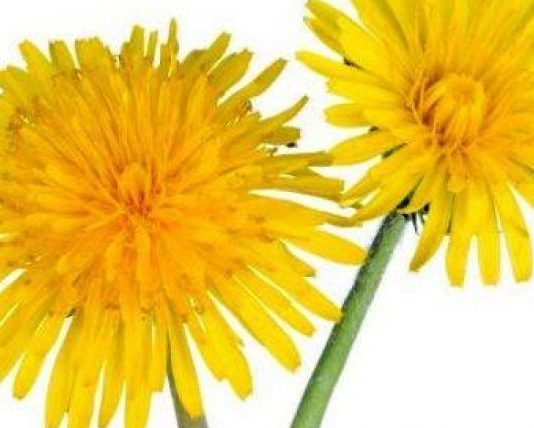 FEJESA E VAJZËS SË BUJKUT