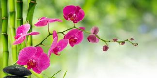 SIPAS QËLLIMIT SHPËRBLEHESH