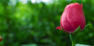 GRUAJA QË E FEJOI BURRIN E SAJ NGA ZOTI I SAJ