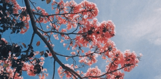 GRUAJA MARTOHET PËR FE E JO PËR BUKURI!!