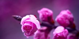 GRUAJA E NDERSHME, SA BEGATI E MADHE!!