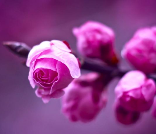 GRUAJA E NDERSHME, SA BEGATI E MADHE!!