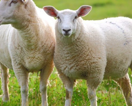 KURBANI -DISPOZITA DHE RREGULLA