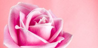 KJO GRUA ËSHTË E MENÇUR