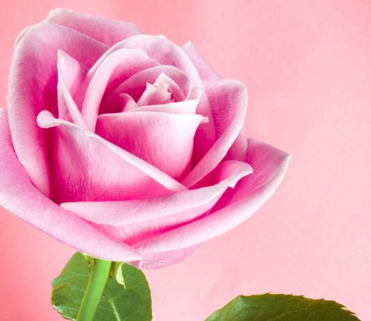 KJO GRUA ËSHTË E MENÇUR