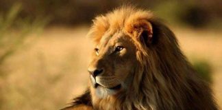 SA SHUMË MAJMUNË DHE SA PAK LUANA KA NË DITËT E SOTME!