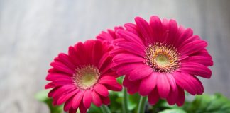 VAJZA JOTE ËSHTË BËRË GRUA, A E BESON?!