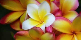 POROSIA E PRINDIT PËR BIJËN E PORSAMARTUAR