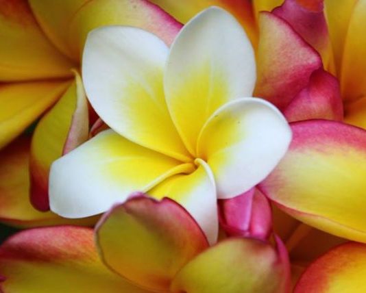 POROSIA E PRINDIT PËR BIJËN E PORSAMARTUAR