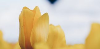 ÇFARË MBJELLIM E KORRIM (HUTBE)