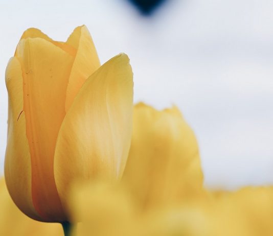 ÇFARË MBJELLIM E KORRIM (HUTBE)