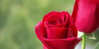 DHURATË PËR ÇDO BURRË QË E NEGLIZHOI DASHURINË NDAJ GRUAS!!