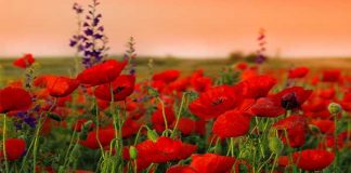 A DO TA DISH SE KUR NUK JE BURRË I MIRË!!