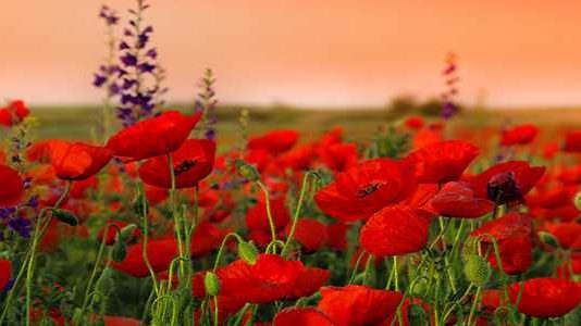 A DO TA DISH SE KUR NUK JE BURRË I MIRË!!