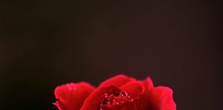 DHJETË POROSI NGA GRATË PËR BURRAT!!