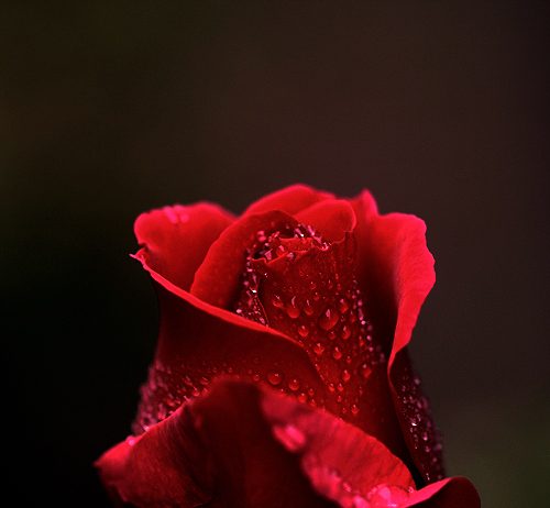 DHJETË POROSI NGA GRATË PËR BURRAT!!