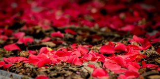 ÇUDI ME ATË BURRË, I CILI KËRKON DHE NUK JEP!!