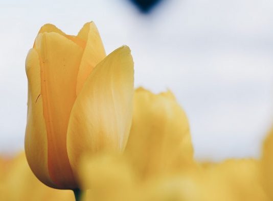 KJO S’ËSHTË BURRËRI PËR GRUAN!!