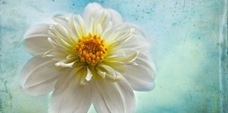 KUSH ËSHTË “DEJUTH”?