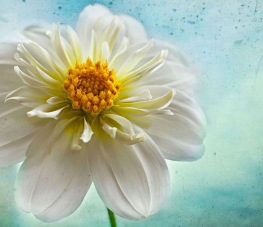 KUSH ËSHTË “DEJUTH”?