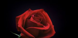 MOS I SHKATËRRONI GRATË E JUAJA!!