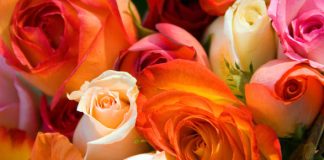 DISA NJOHURI RRETH GRUAS