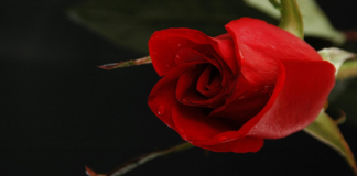 ÇFARË ËSHTË DASHURI PËR GRUAN!!