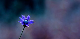 SJELLJA E MIRË E PËRFITON ZEMRËN E GRUAS!!